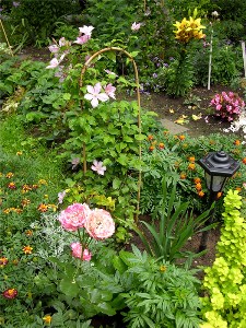    (TAGETES)       2007 .  (TAGETES)