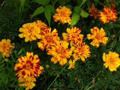    (TAGETES)       2007 .  (TAGETES)  ,  !