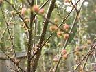  - Prunus triloba    ... -   