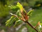  - Acer pseudosieboldia ... -    Acer pseudosieboldianum