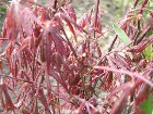        Acer palmatum     Acer palmatum      ""    :))   !  2008  