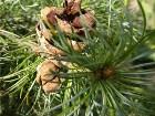        Pinus parviflora Glauca    2008