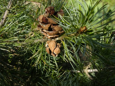        Pinus parviflora Glauca    .   ,  ! ?