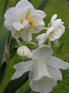    Narcissus "Mount Hood"   