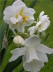    Narcissus "Mount Hood"   