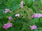   Hydrangea paniculata "Early Sensation" Hydrangea paniculata "Early Sensation"          