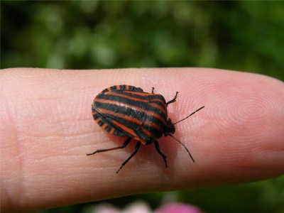      Graphosoma lineatum (   )  ?  ...:))