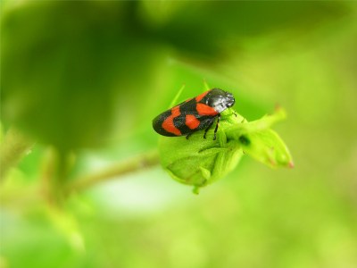        (Tricephora vulnerata).   .       