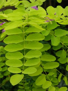      Robinia pseudoacacia L.    Robinia pseudoacacia L. (F. aurea)  