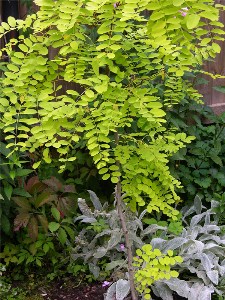      Robinia pseudoacacia L.    Robinia pseudoacacia L. (F. aurea)    2006