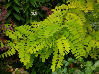      Robinia pseudoacacia L.    Robinia pseudoacacia L. (F. aurea)   2007 