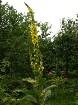      ,     Verbascum thapsus   