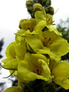      ,     Verbascum thapsus    