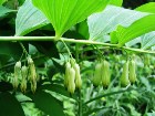        Polygonatum latifolium     ,    .