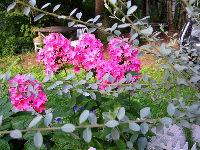      Phlox paniculata Windsor,  "Windsor"  2008 ,  