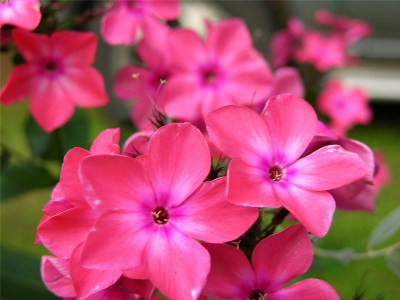      Phlox paniculata Windsor,  "Windsor"     2008 