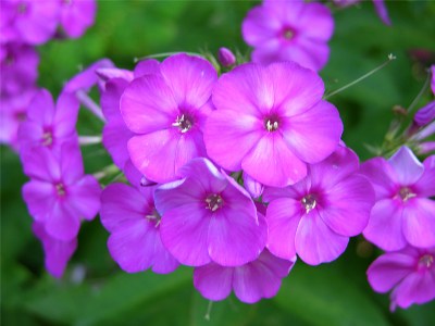       Phlox paniculataRed Flame,     Phlox paniculataRed Flame,           .  ?