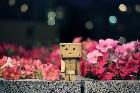      Danbo 079.jpg