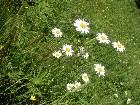  - SDC11473.JPG - Flowers)