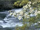    DogWood Tree Blooms,Yosemite.jpg