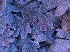  - frosted_leaves.jpg - 