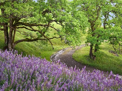    Bald Hills, Redwood National Park, California.jpg