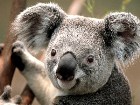   Koala.jpg