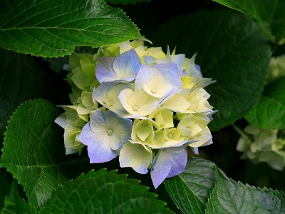   Hydrangeas.jpg