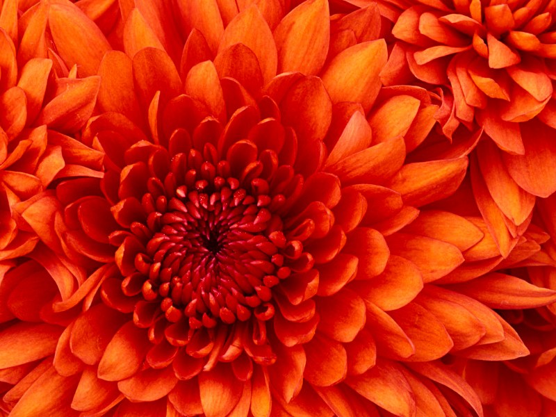   Chrysanthemum.jpg