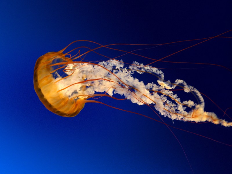   Jellyfish.jpg